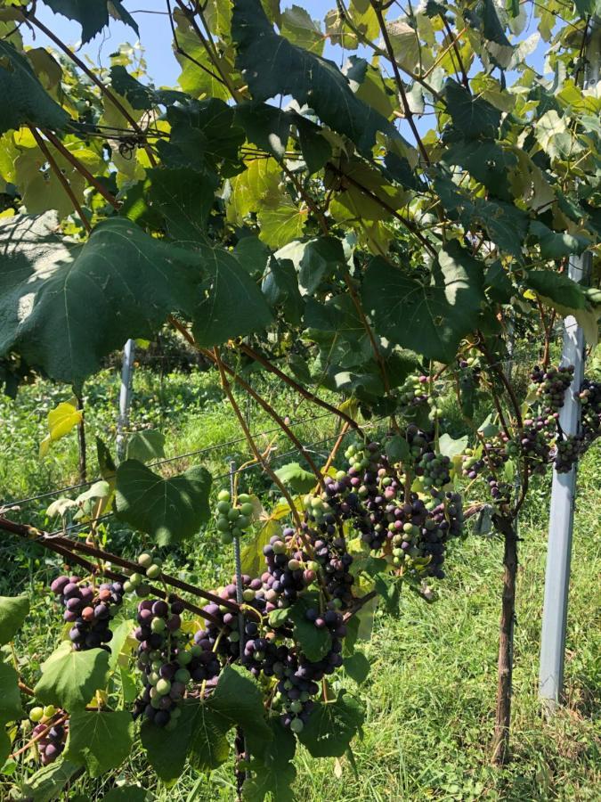 Winzerhaeuschen Kern Apartman Fehring Kültér fotó